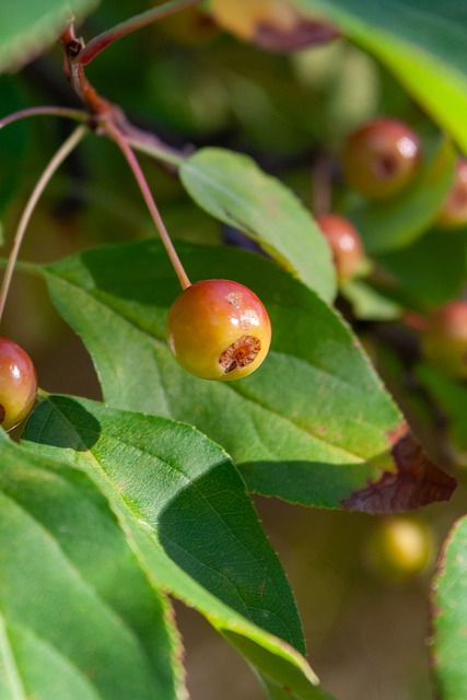 中超比赛回放：北京国安2-0战胜天津津门虎,